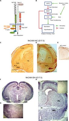 Expression and Function of Neuron-Glia-Related Cell Adhesion Molecule (NrCAM) in the Amygdalar Pathway